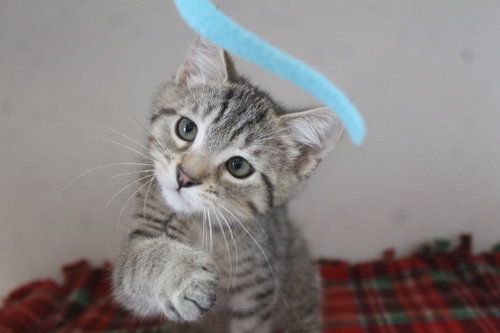 Honky, a cat for adoption from Humane Society of Kent County Maryland Inc.