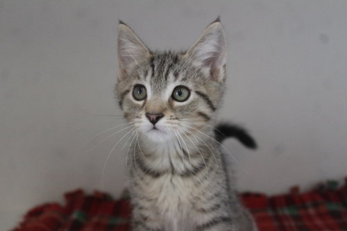 Photo 2 of Honky