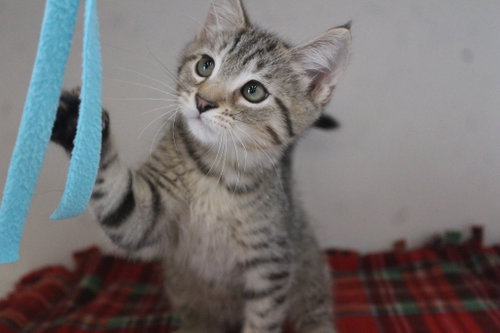 Photo 3 of Honky