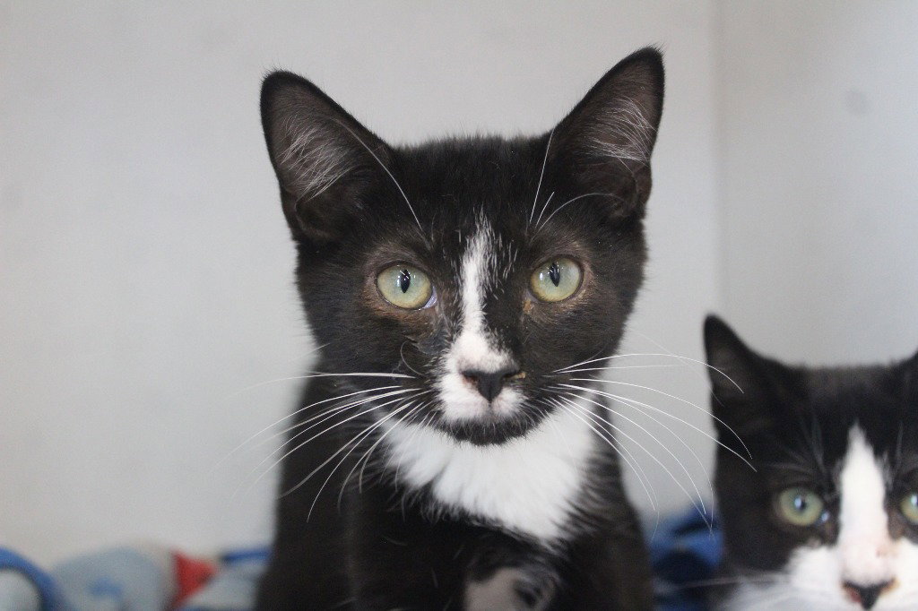 Lucinda, Domestic Short Hair