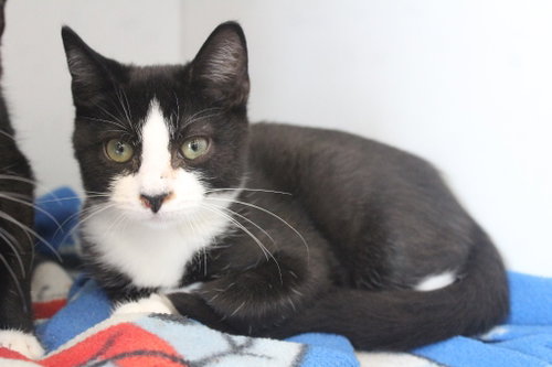 Upside Down Pineapple, a cat for adoption from Humane Society of Kent County Maryland Inc.