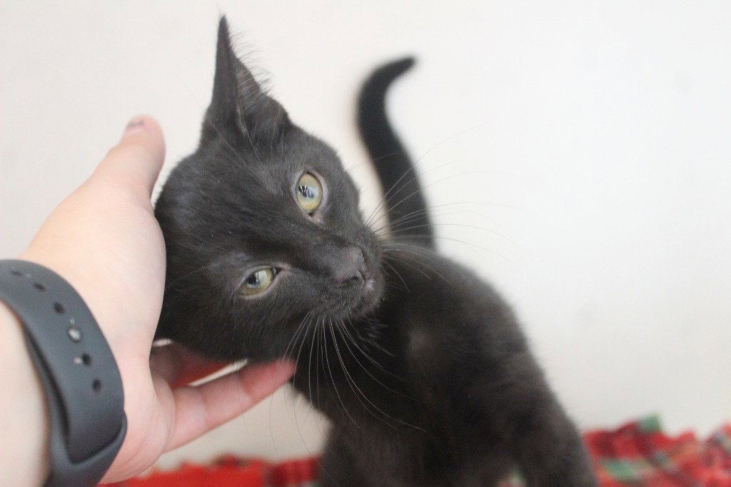 Eureeka, Domestic Short Hair