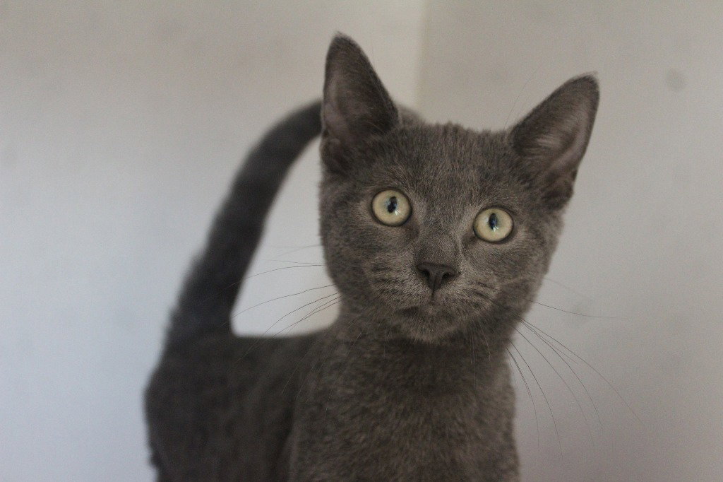 Spinny Wheels, Domestic Short Hair