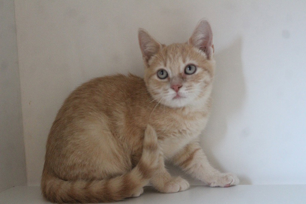 OJ Skweez, Domestic Short Hair