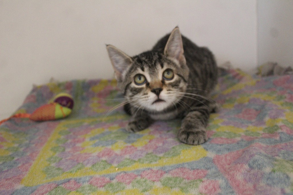 Peewee Herman, Domestic Short Hair