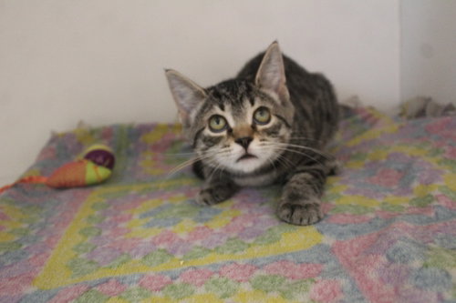 Peewee Herman, a cat for adoption from Humane Society of Kent County Maryland Inc.