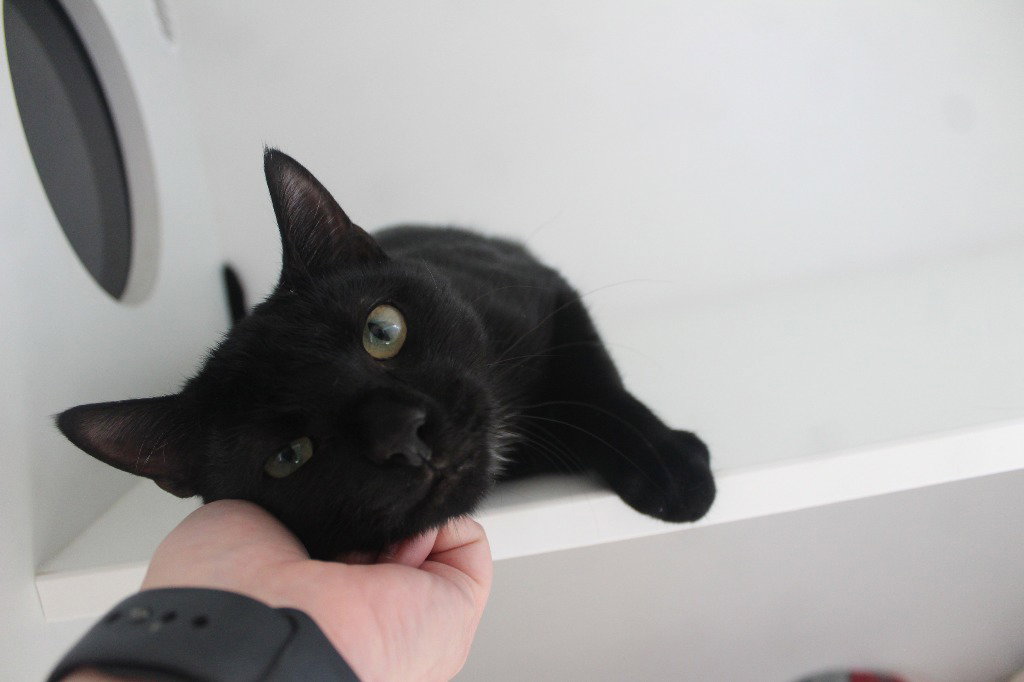 Pbs, Domestic Short Hair