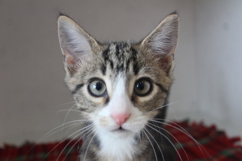 Photo 2 of Mercury