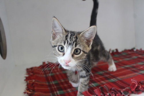 Photo 3 of Mercury