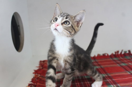Photo 4 of Mercury