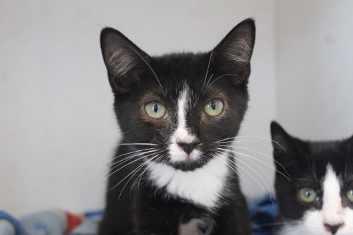 Lucinda, a cat for adoption from Humane Society of Kent County Maryland Inc.