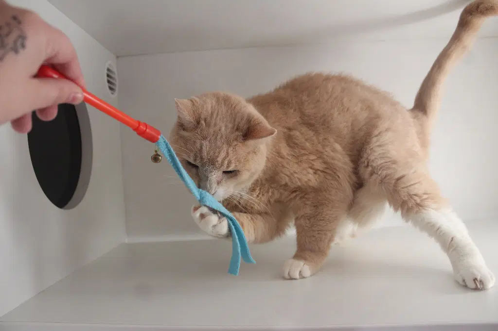 Weather Prophet - Domestic Short Hair