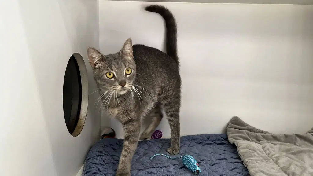 Fiona - Domestic Short Hair