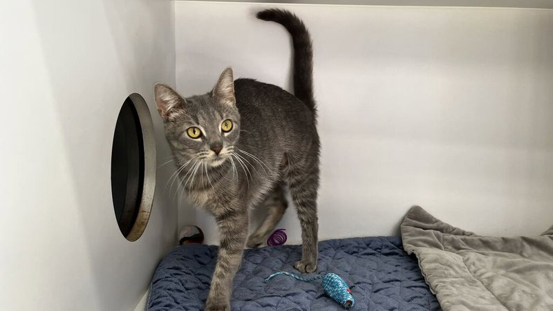 Fiona, a young female cat up for adoption