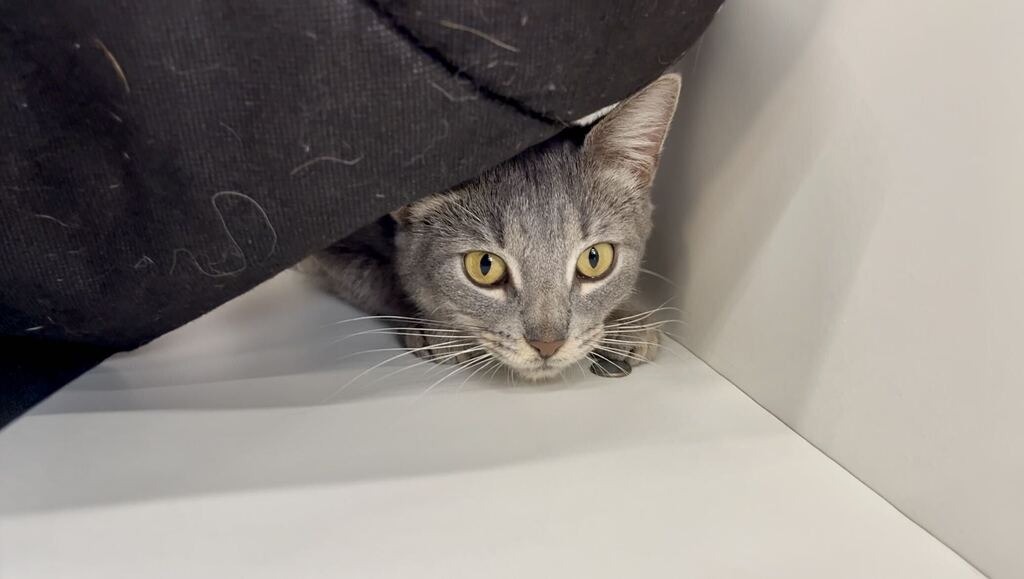 Fiona, photo 2