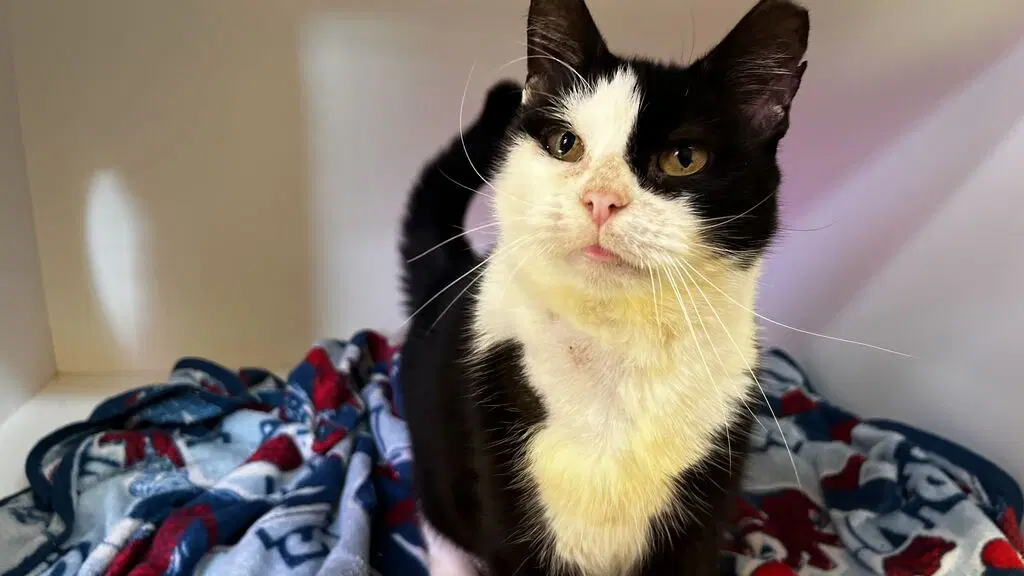 Flash Flood - Domestic Short Hair