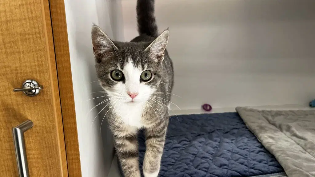 Hot Lips - Domestic Short Hair