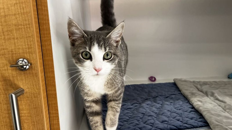 Hot Lips, a young female cat up for adoption