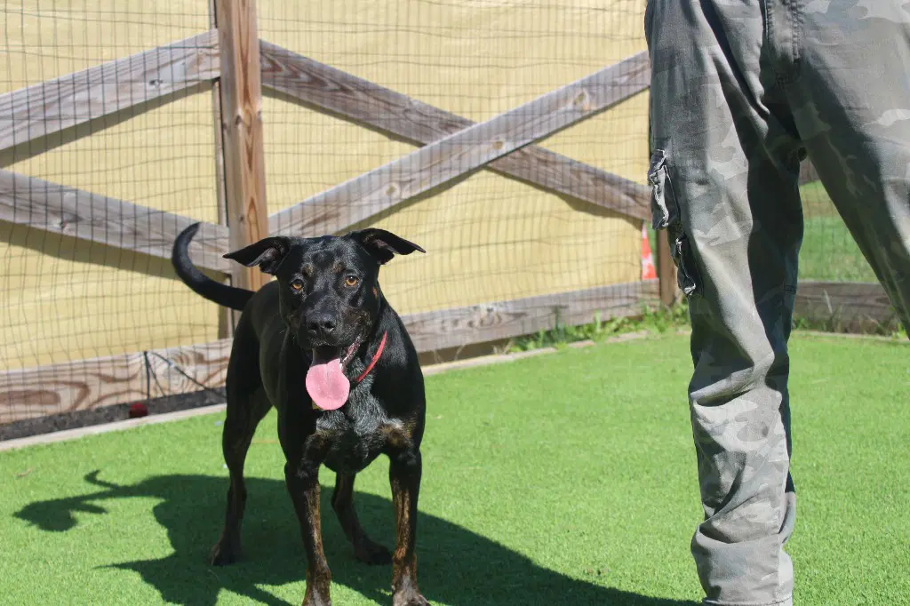 Flippers - Terrier
