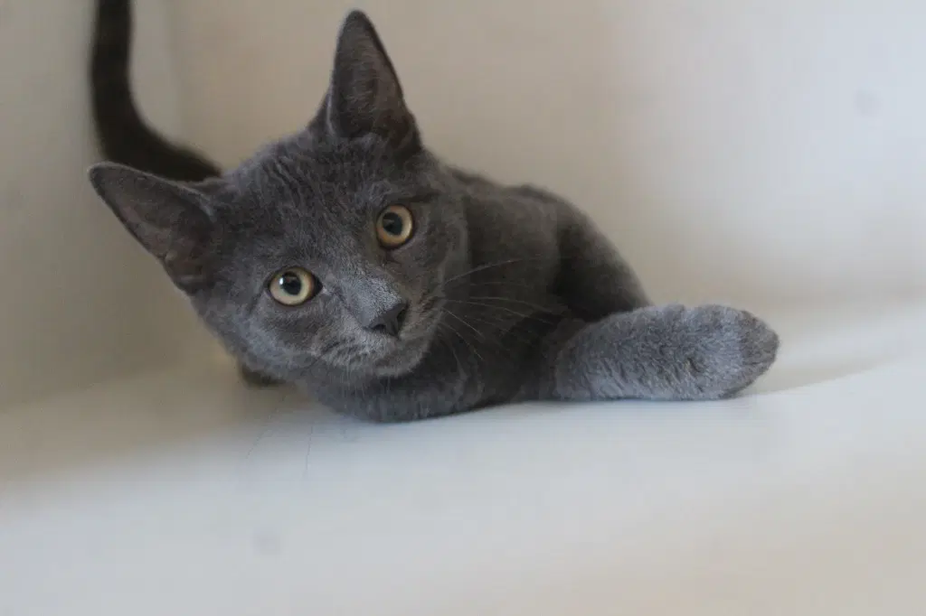 Underdog - Domestic Short Hair