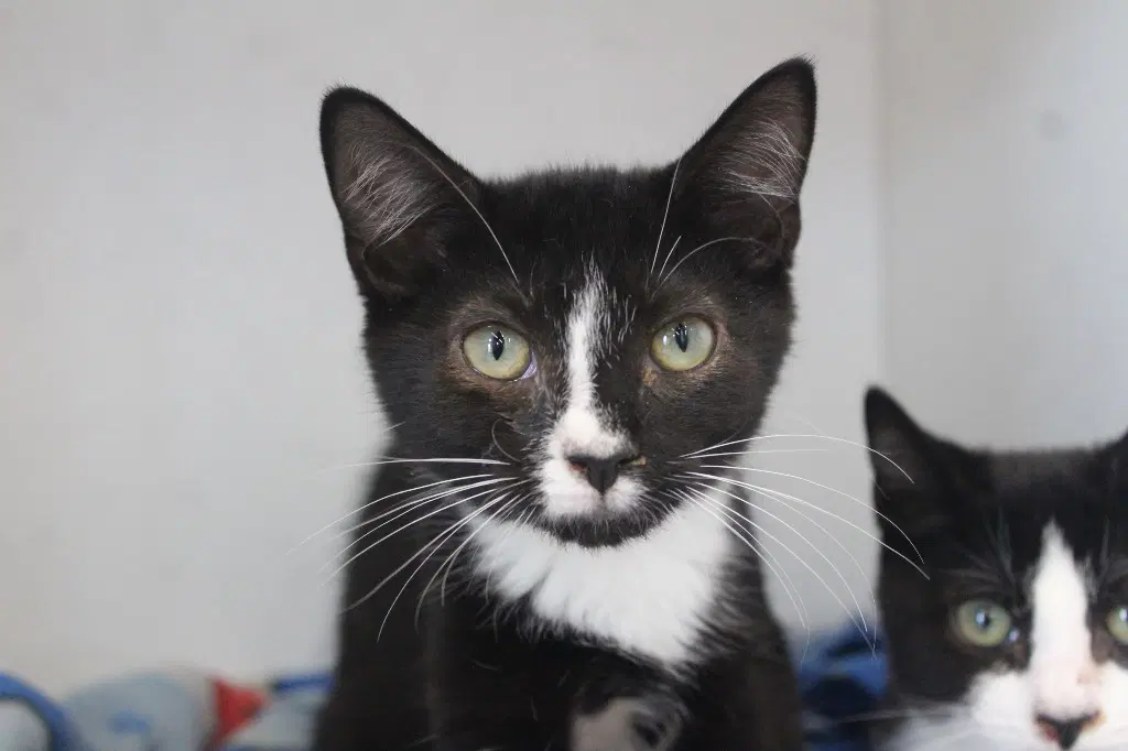 Lucinda - Domestic Short Hair