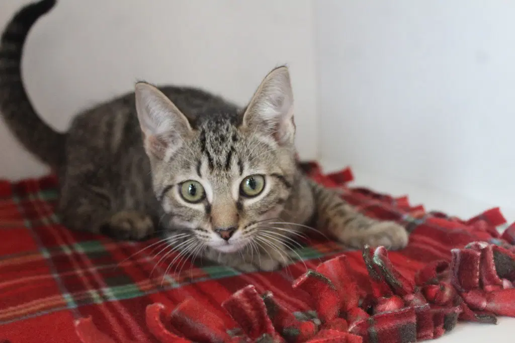 Talespin - Domestic Short Hair