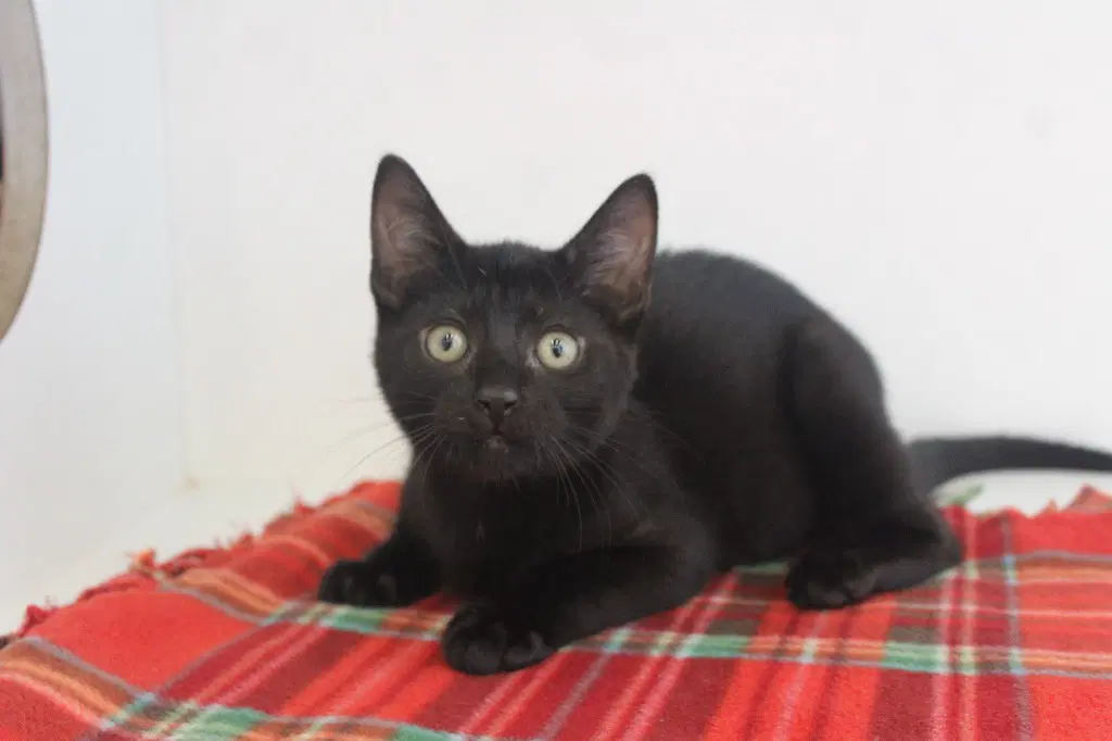 Goof Troop - Domestic Short Hair