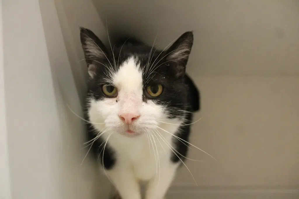 Grimm - Domestic Short Hair