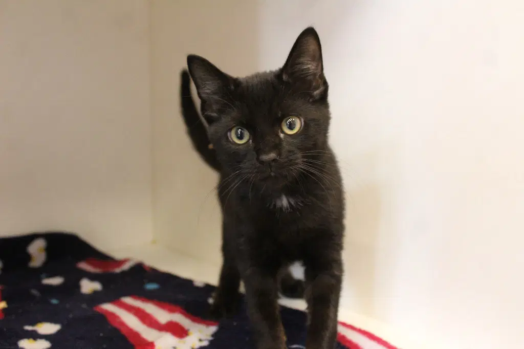 Hollo - Domestic Short Hair