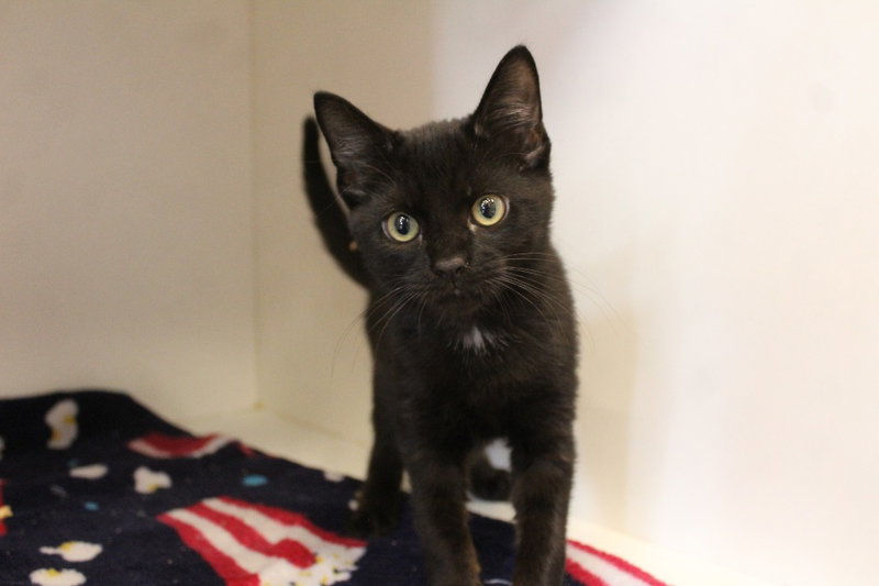 Hollo, a male kitten up for adoption