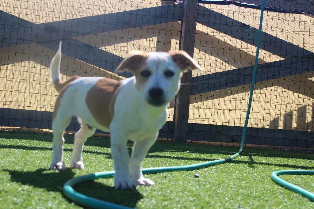 Scarecrow - Basset Hound