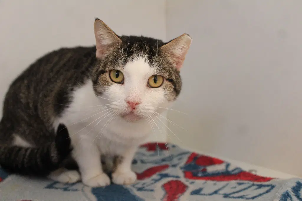 Sunshower - Domestic Short Hair