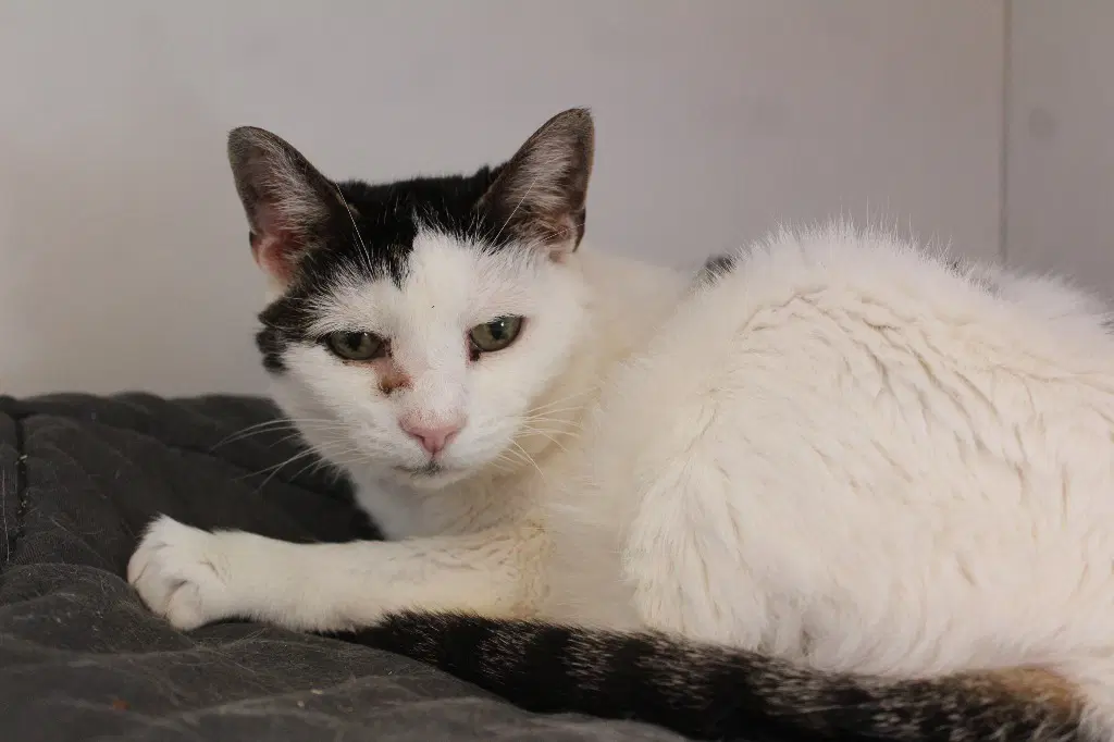 Jasper - Domestic Short Hair