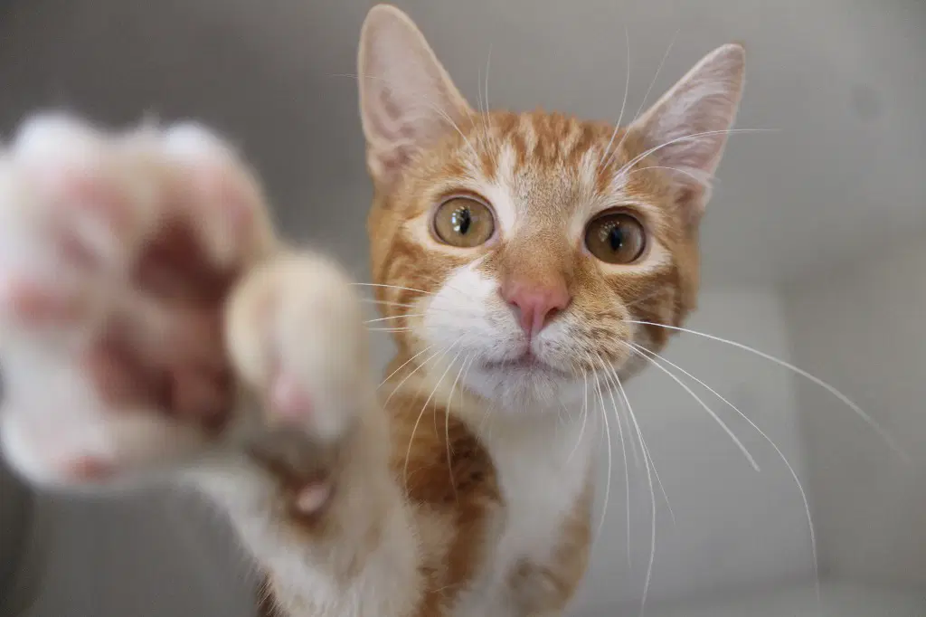 Destruction - Domestic Short Hair