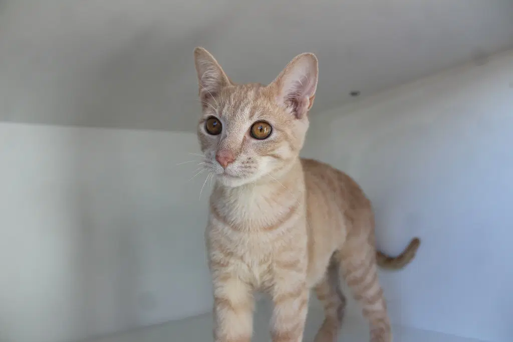 Corruption - Domestic Short Hair