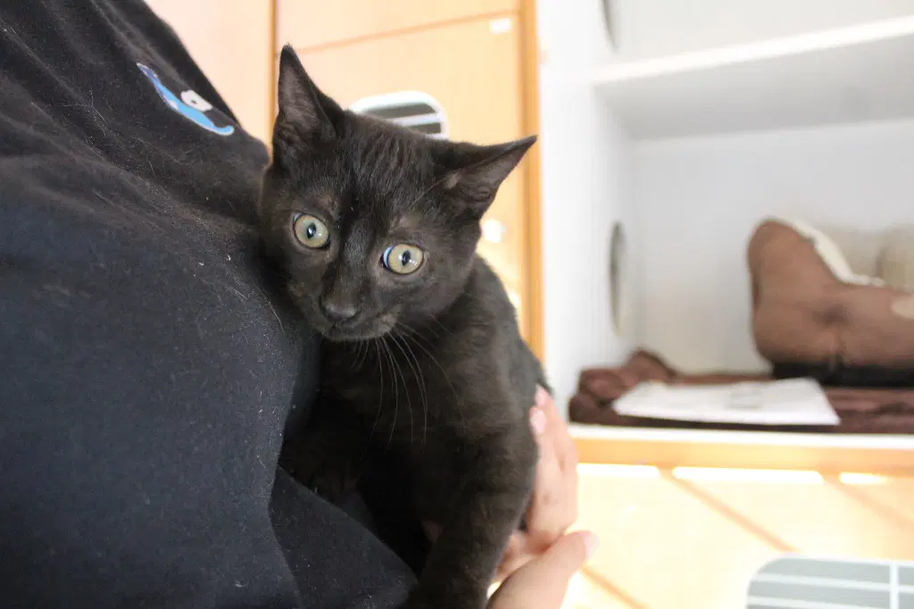 Vendetta - Domestic Short Hair