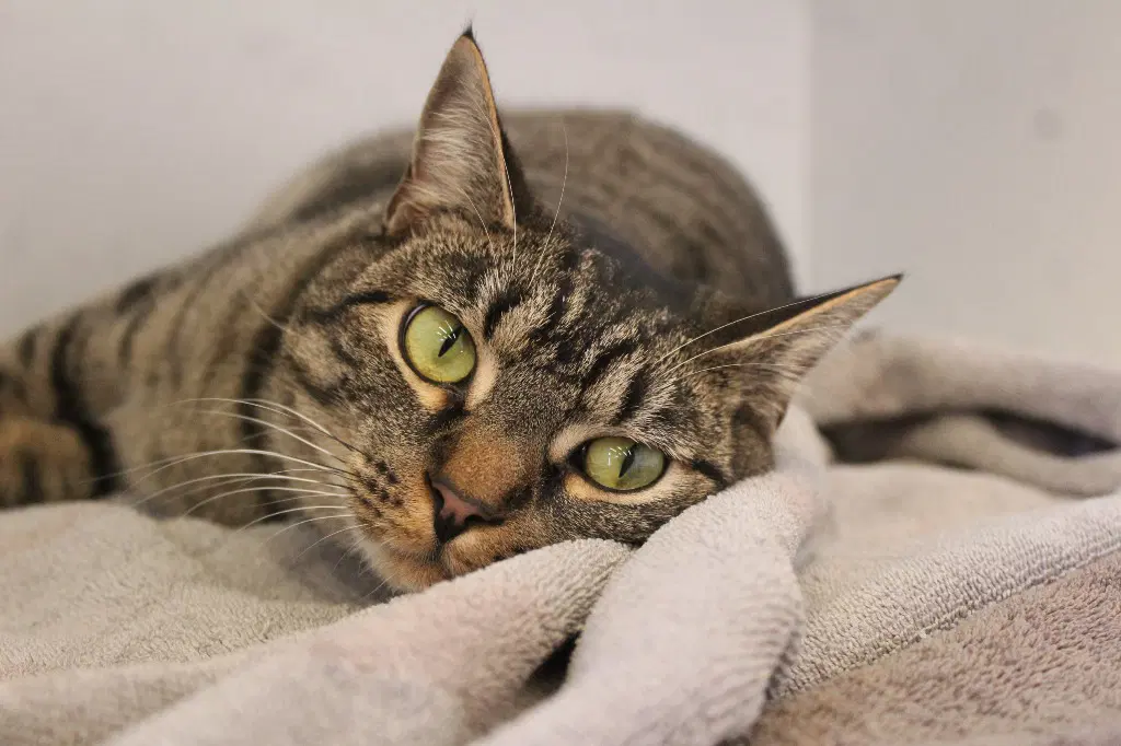 Radar - Domestic Short Hair