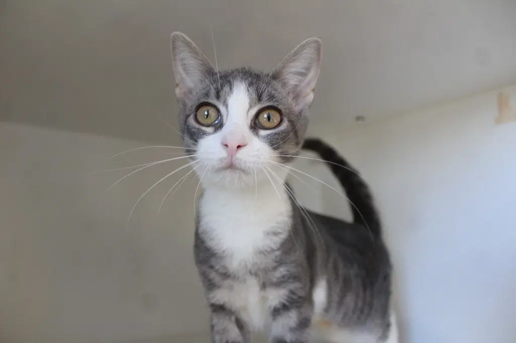 Raisin - Domestic Short Hair