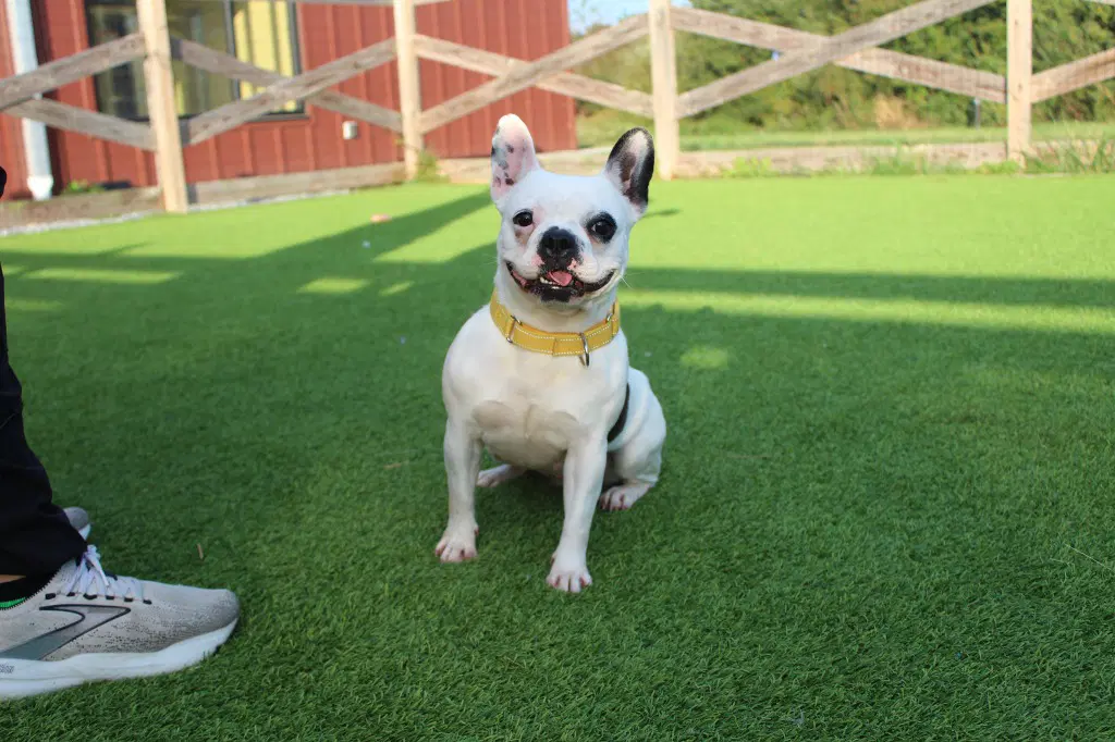 Layla - Bulldog