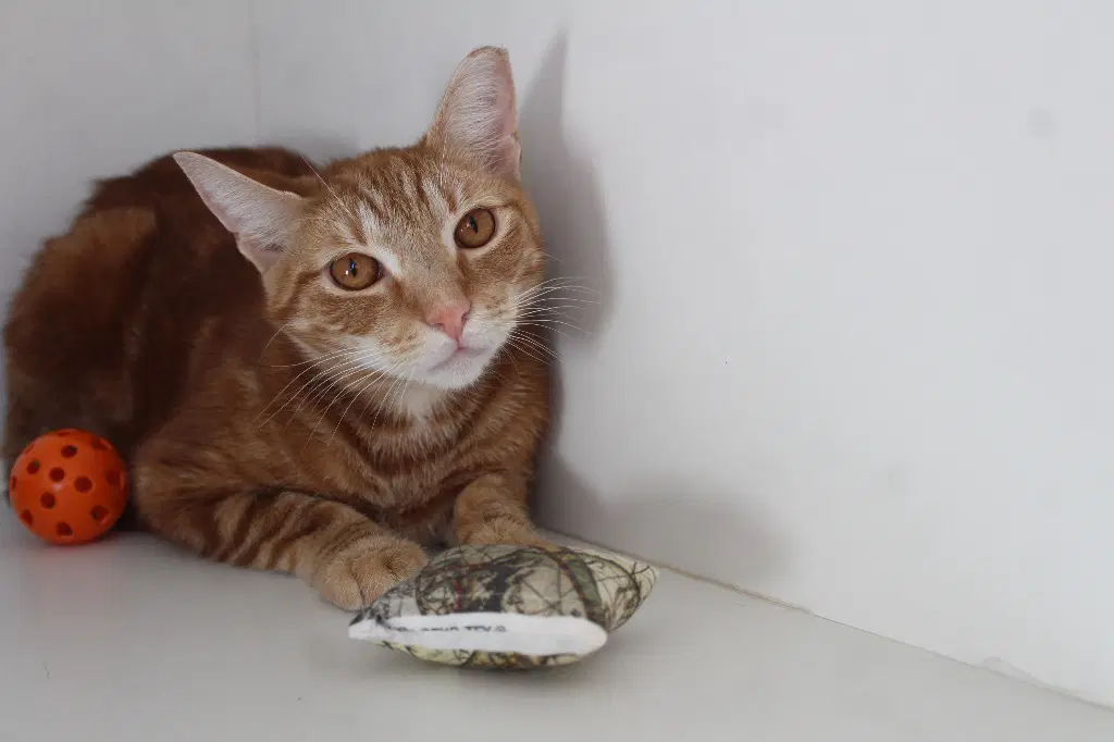 Kyle - Domestic Short Hair