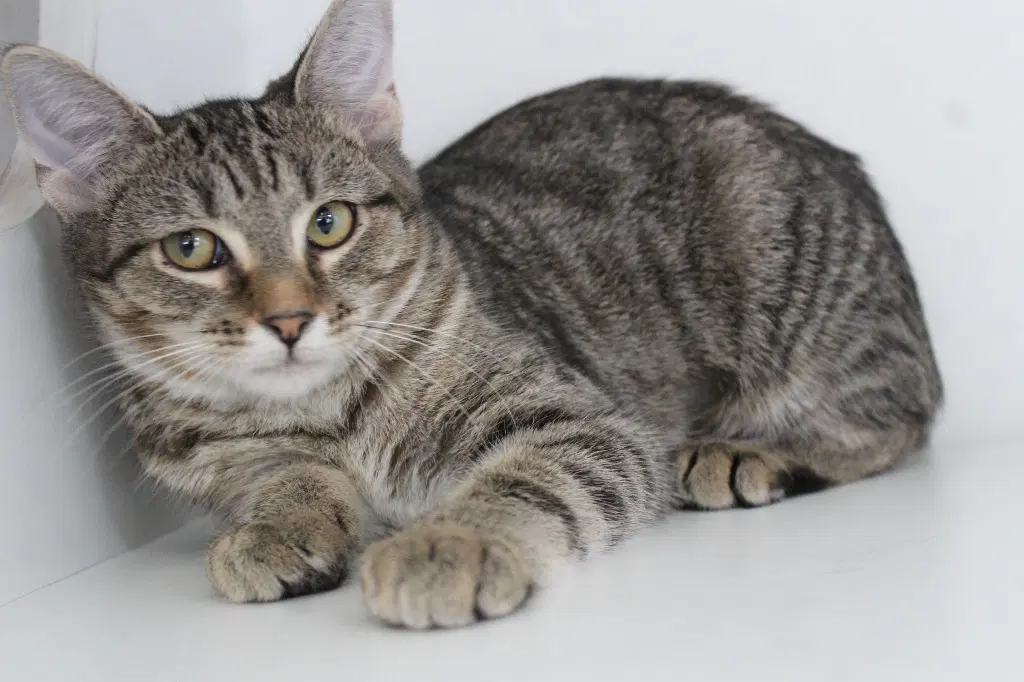 Plum - Domestic Short Hair