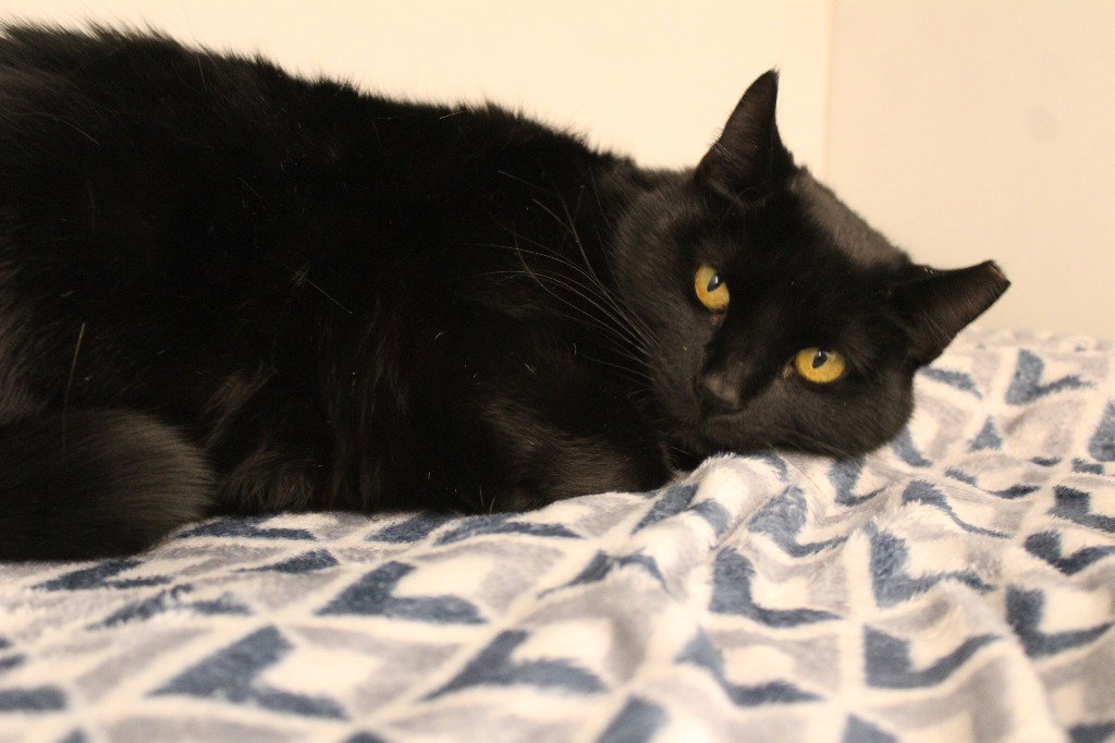 Black Raspberry, photo 3
