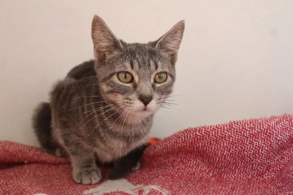 Shake - Domestic Short Hair