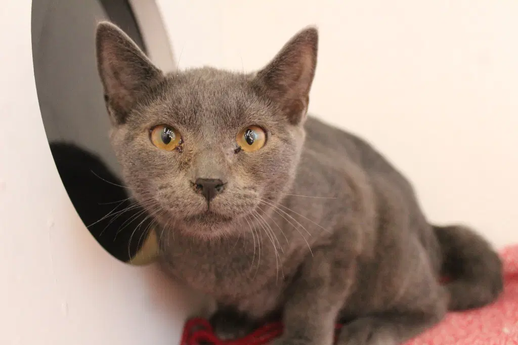 Roll - Domestic Short Hair