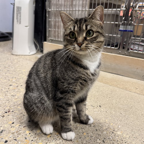 Misty, Adult Domestic Short Hair (short coat), cat for adoption in Orland Park, Illinois