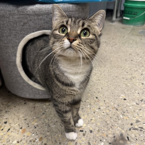 Misty, Adult Domestic Short Hair (short coat), cat for adoption in Lombard, Illinois