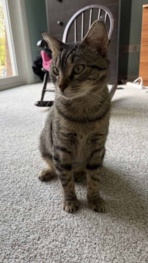 Bubbs