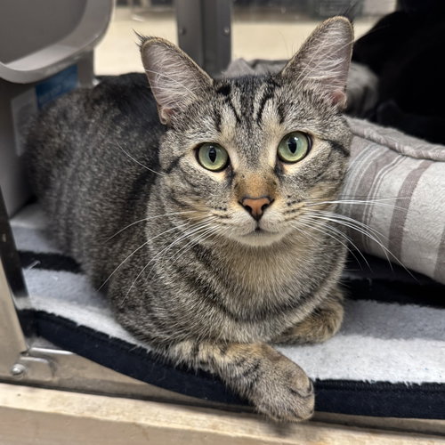Bubbs, a cat for adoption from 4 Paw Luv Rescue NFP