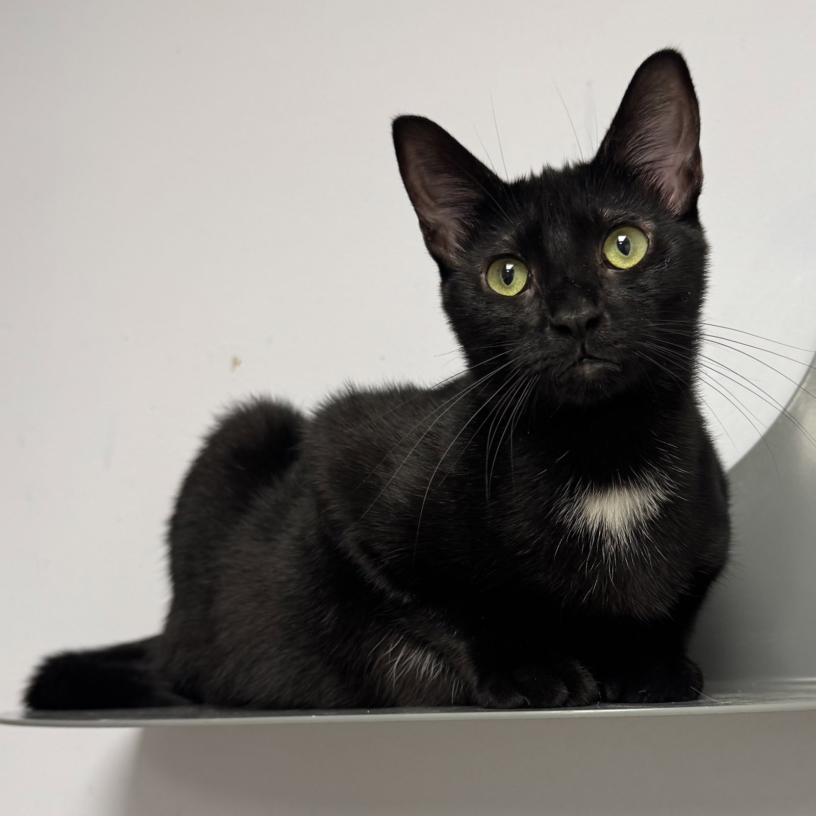 Sissy, Domestic Short Hair