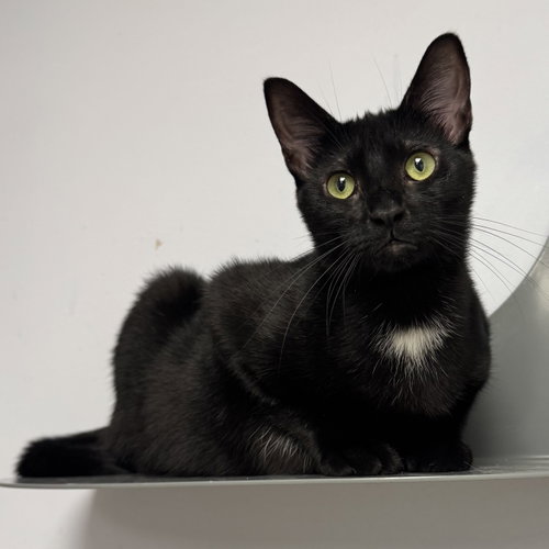Sissy, a cat for adoption from 4 Paw Luv Rescue NFP